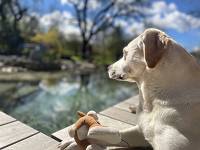 5. Platz beim hundehotel.info Award 2026: Naturforsthaus